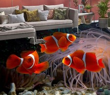 3D Drei Fische Q2477 Fußboden