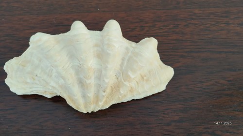 Muschel aus sammlung - muschel,