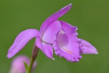 Pleione aurita 1 Große Bulbe