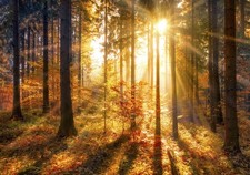 Wald Sonne Herbst Natur VLIES