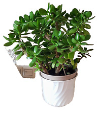 Geldbaum Pfenningbaum Crassula Feng Shui Topfpflanze Super schön, pflegeleicht