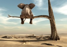 Afrika Elefant Landschaft