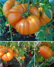 Old Germany Fleischtomate Alte super Sorte  bis 600 g - suuuper guter Geschmack