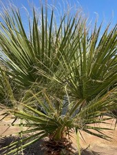 1 x Jungpflanze Hanfpalme HANF-PALME immergrüne Palme Pflanzen Garten 