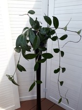 Hoya carnosa - Wachsblume - Porzellanblume