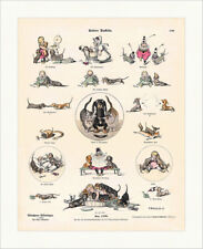 Unsere Dackeln A. Roeseler Waldl Kind Katze Faksimile Münchener Bilderbogen 1199