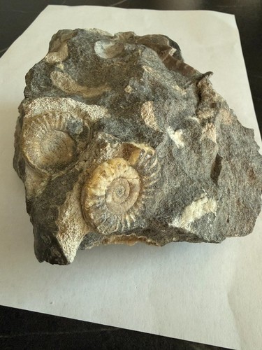 Ammonite auf felsplatte aus - 2,