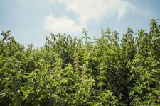 Wilde Irische Brennnessel