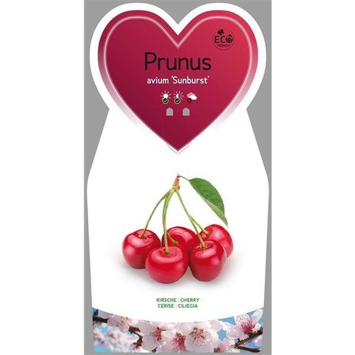Prunus avium sunburst - avium,
