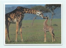 1 AK Nordgiraffe Giraffe mit Jungtier Savanne Afrika - USA 1 !!! *