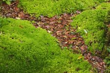 Sphagnum Torfmoos 2. Wahl. 5