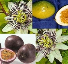 SAMEN Samen Saatgut exotische Zimmer-Pflanzen Terrasse Balkon  MARACUJA