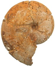 Malm  Holcophylloceras mediterraneum  Ammonit  Sakaraha Madagaskar 12-7