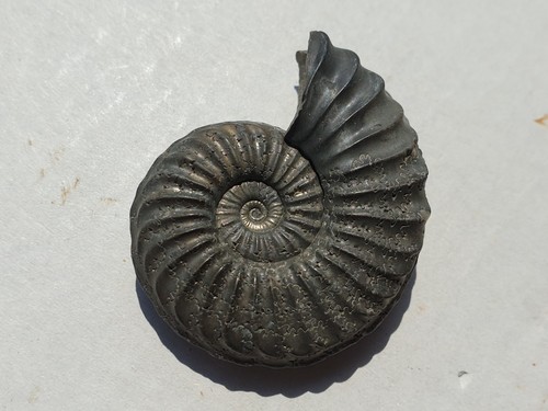 Traum ammonit pleuroceras - traum,