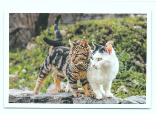 Postkarte katze - postkarte,