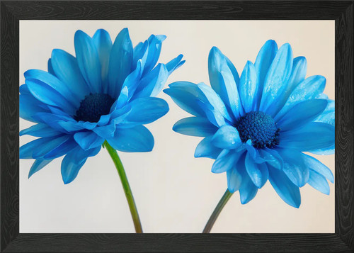 Blaues gänseblümchen blumen - blaues,
