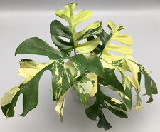 Monstera Minima Variegata