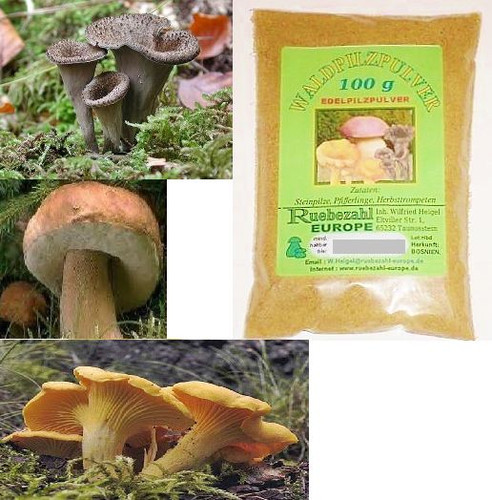 Pilze steinpilze waldpilze - steinpilze,