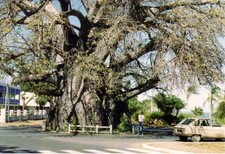 Madagaskar Affenbrotbaum