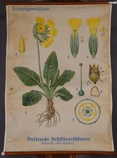 Schulwandkarte Rollbild