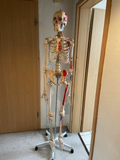 Menschliches Skelett Lebensgroß Anatomie Modell Lehrmodell + Stativ