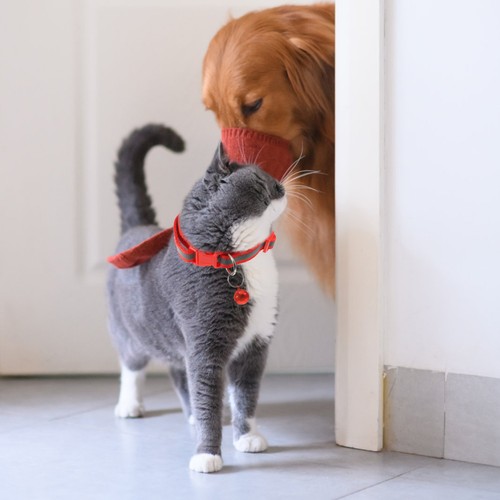Gepolstertes katzenhalsband - ,