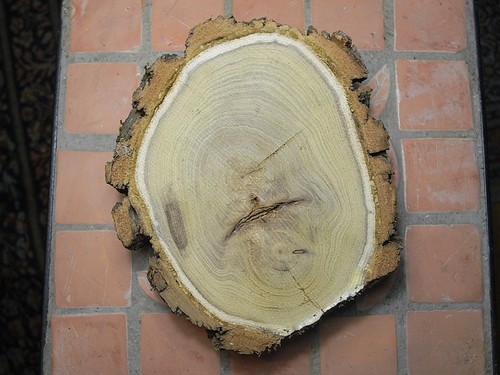 Akazie diy baumscheibe ca - akazie,