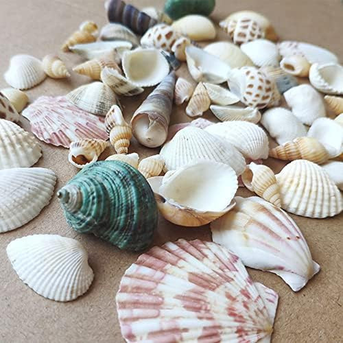 Shells mixed natur muscheln - mixed,,