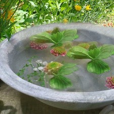 Dekorative Metallschale