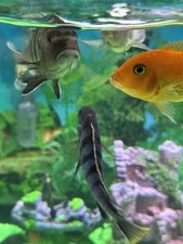 Aquarium mit Sikled fischen 4 -Wels 4 mal komplett