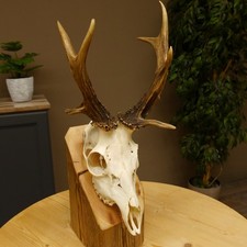 Rehbock abnormes Reh mit