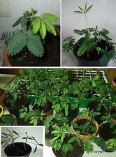 2 Pflanzen der Mimose "Mimosa pudica" I palmenartiges Erscheinungsbild Zierbäume