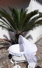 Stubenwagen Im GUTEN ZUSTAND