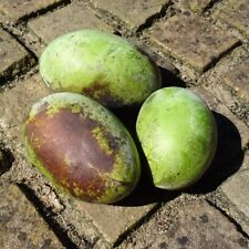 Sunflower - veredelte Indianerbanane - Paw Paw - Asimina Triloba 
