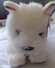 West Highland Terrier von