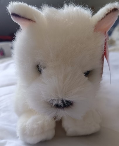 West highland terrier von - highland,