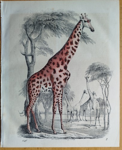 Giraffe buch der welt - giraffe,