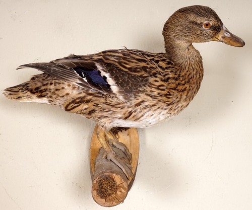 Schöne stockente mallard - schöne,