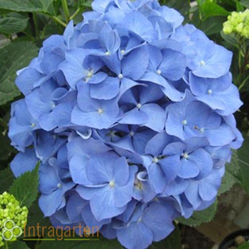 Hortensie hydrangea - hortensie,