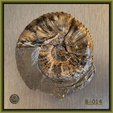 B-014 - AMMONIT - Pleuroceras - Pliensbachium - Großes Stück mit Dornen !