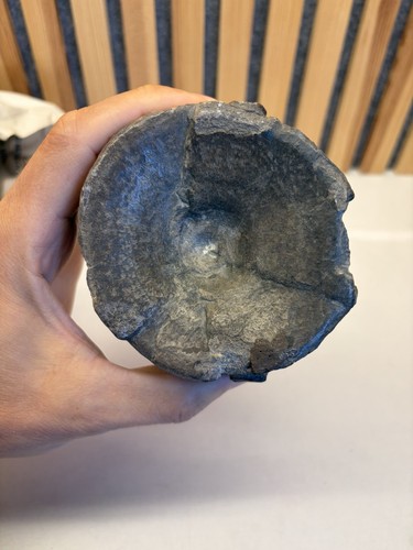 Fossiler ichthyosaurier - fossiler,