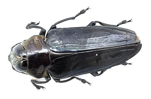 Buprestidae belionota - buprestidae,,
