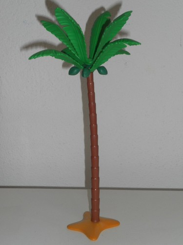 Palme kokosnusspalme kokosnuss - palme,