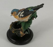 Buchfink - Vogel Welt