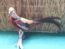 Goldfasan Fasan Vogel