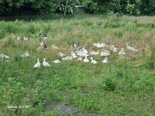 Weihnachtsente Enten aus