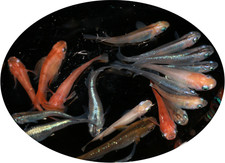 Medaka Eier Reisfische -