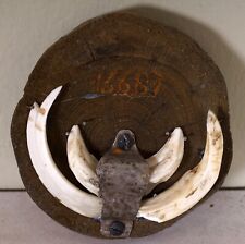 Wildschweinzähne auf