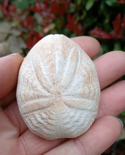 Fossil seeigel eupatagus - fossil,