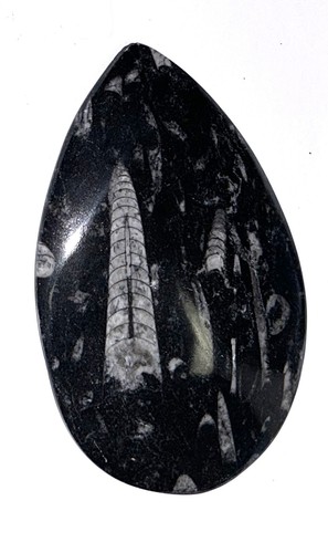 Fm0182 natürlicher orthoceras - natürlicher,